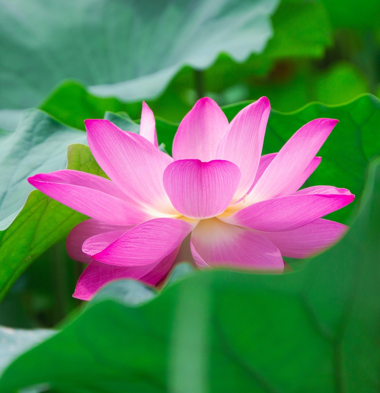 flower, flower background, lotus, blooming lotus, pink flower, pond, lotus pond, bloom, beautiful flowers, flower wallpaper, aquatic plant, flora, nature, close up