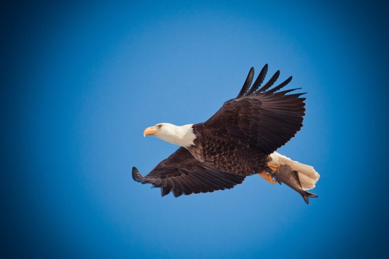 eagle, eagle flying, soar, bird, nature, bald, flight, wildlife, freedom, symbol, bald eagle, america, feather, flying, blue birds, eagle, eagle, eagle, eagle, eagle, eagle flying, eagle flying, eagle flying, eagle flying, bald eagle, bald eagle, bald eagle, bald eagle