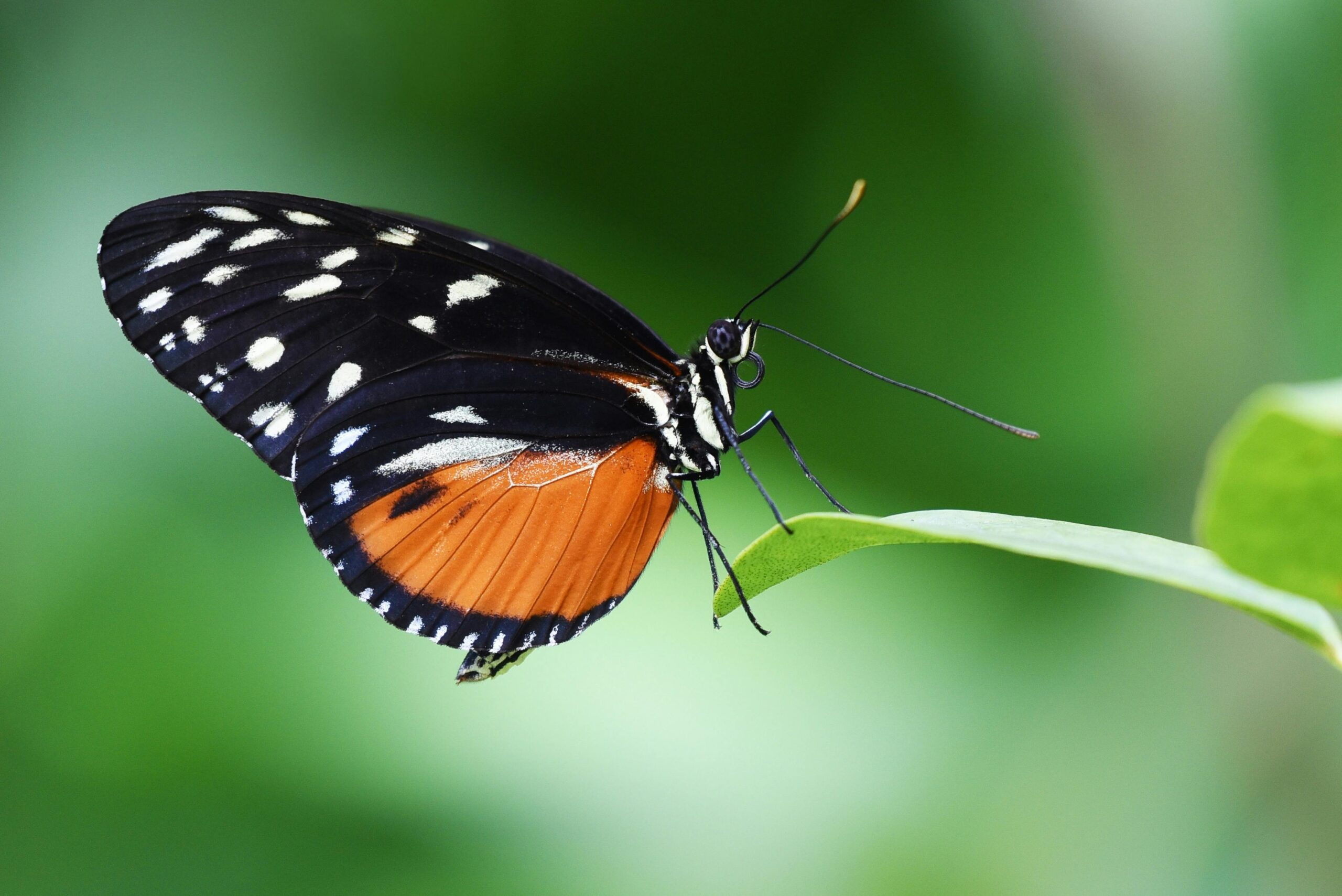 A close-up of a vibrant butterfly resting on a leaf against a green blurred background.