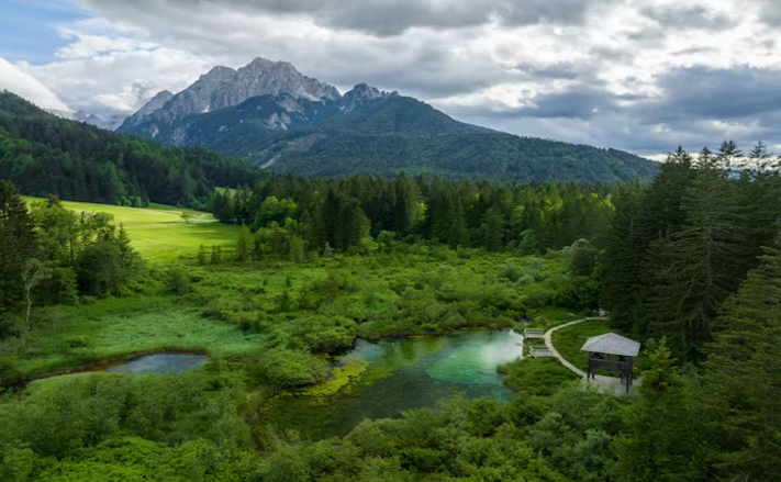 mountain view surrounded by trees