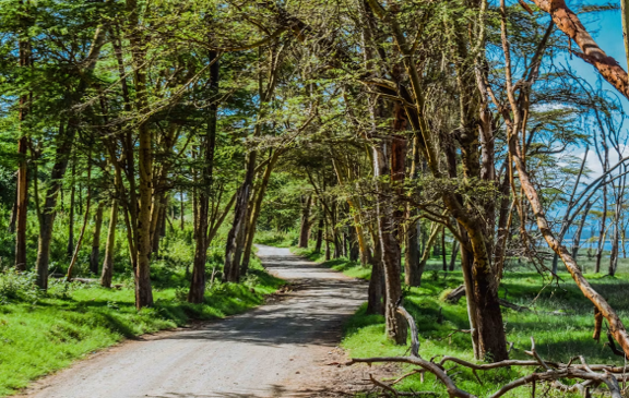 winding path naivasha